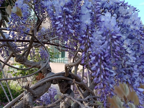 Spring, Day, Garden view