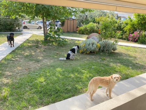 Port Rooms Pet Friendly Bed and Breakfast in Thasos