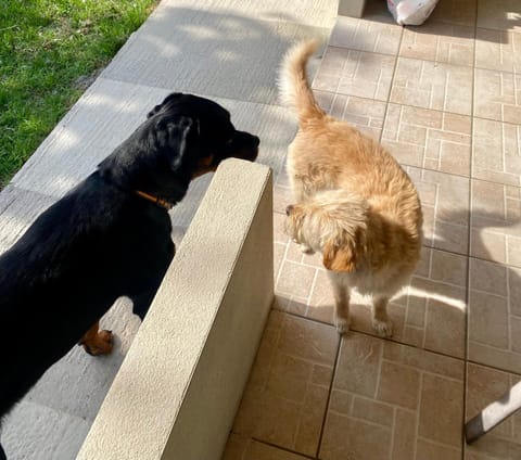 Port Rooms Pet Friendly Bed and Breakfast in Thasos