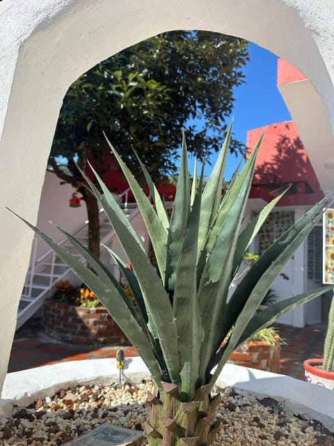 Casa Girasoles Apartment in Orizaba