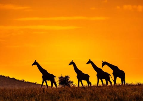 Animals, Sunset