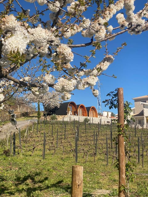 Spring, Day, Natural landscape, Garden, Garden view