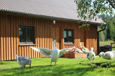 Property building, Animals