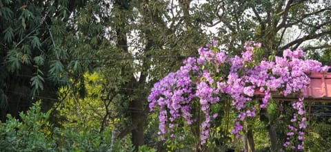 Spring, Garden view