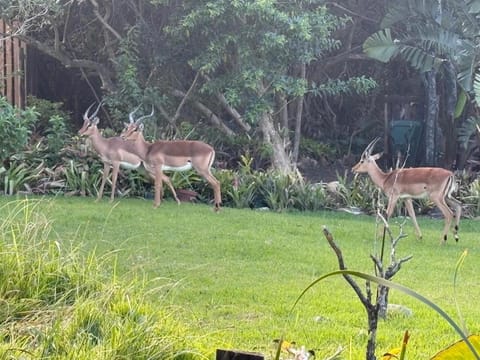 Animals