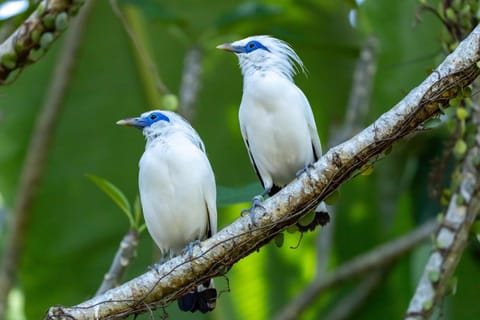 Animals