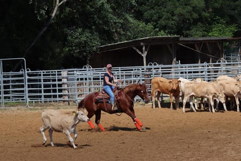 Horse-riding, Horse-riding, Animals