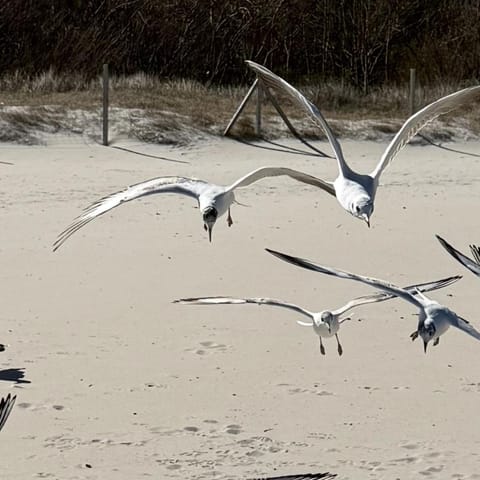 Natural landscape, Beach, Animals, Sea view