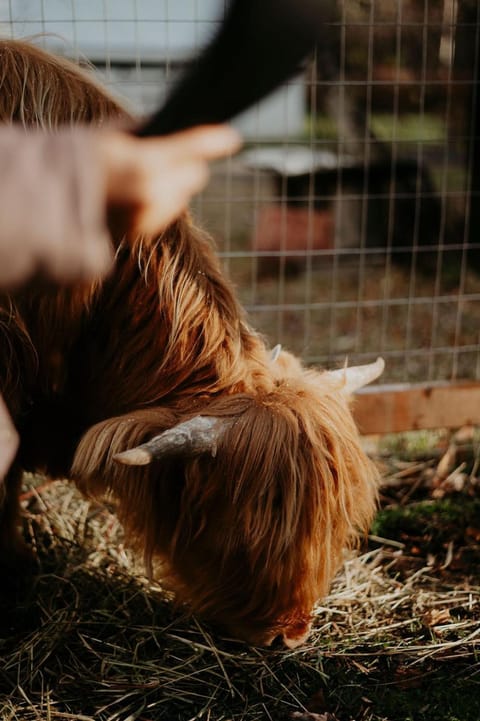 Pets