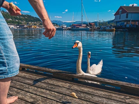 Natural landscape, Garden, Animals, Lake view, River view