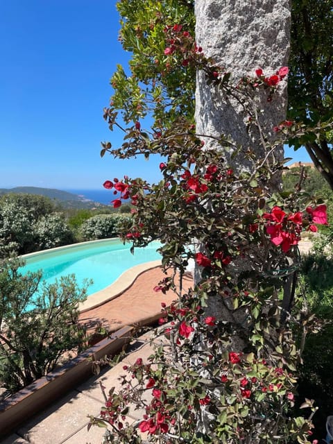 Natural landscape, Garden, Swimming pool, Swimming pool