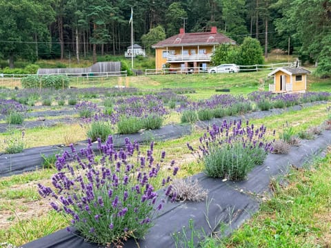 Property building, Day, Garden, Garden view