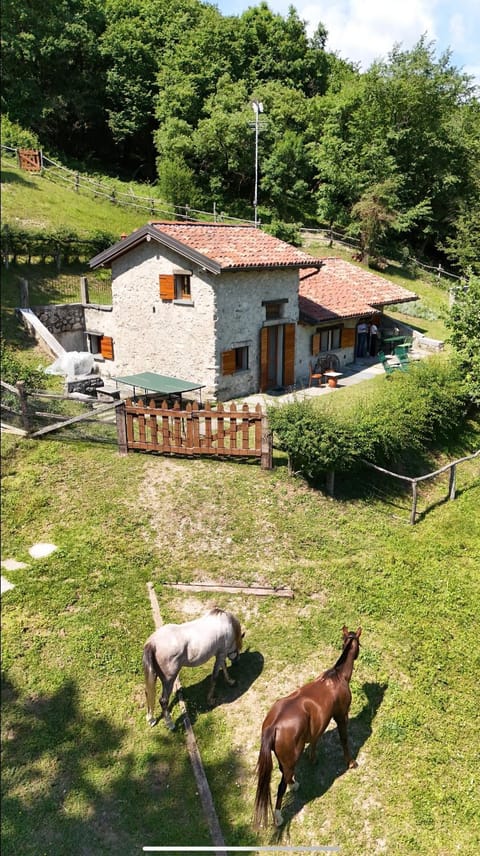 Day, Natural landscape, Animals