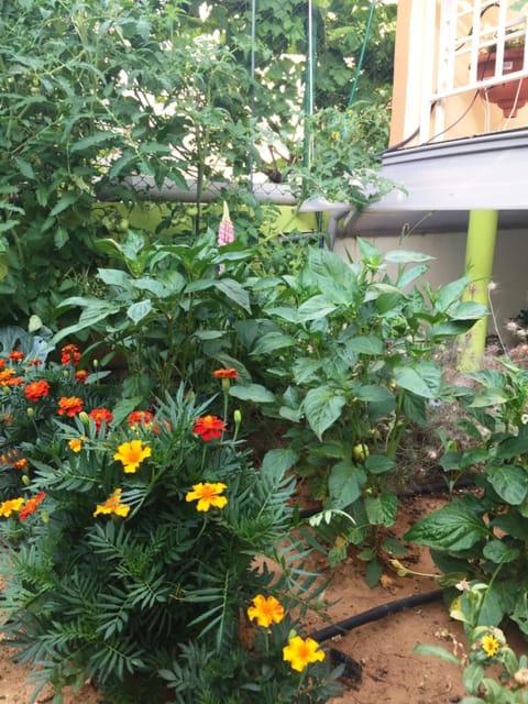 Spring, Day, Garden view