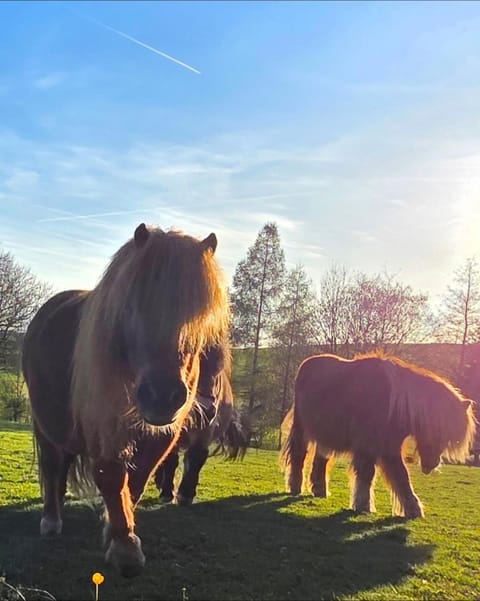 Garden, Animals