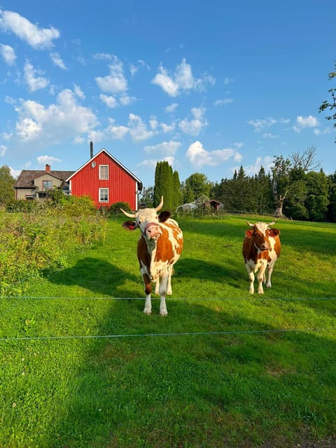 Property building, Animals