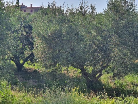 Natural landscape