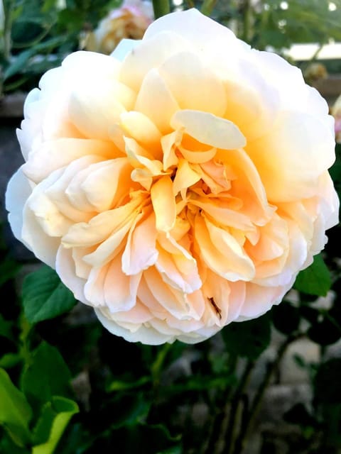 Staff, People, Garden, Garden view, Family