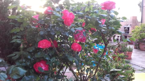 Garden, Decorative detail