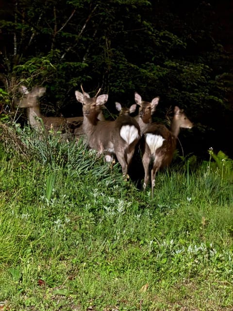 View (from property/room), Animals