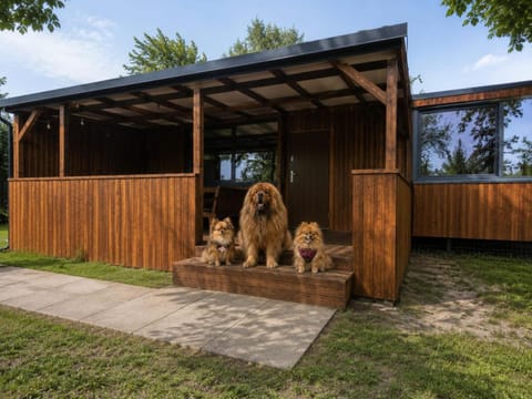 Day, Animals, Pets
