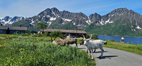 Natural landscape, Animals