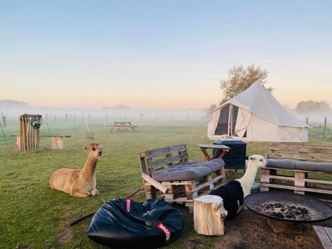 Natural landscape, Animals, Sunrise
