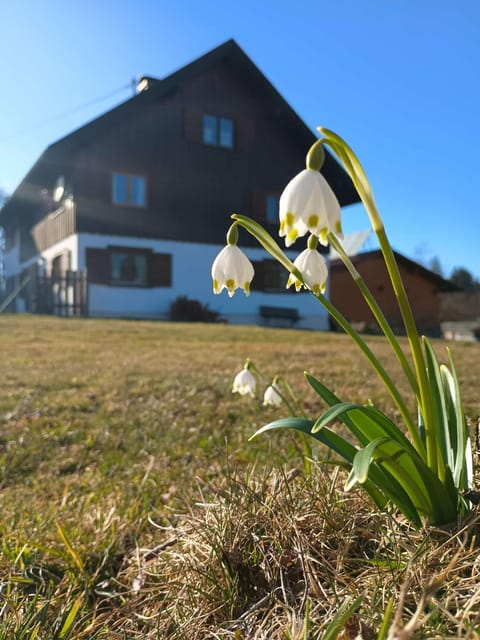 Property building, Garden, Garden view
