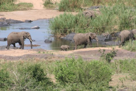 Natural landscape, Animals