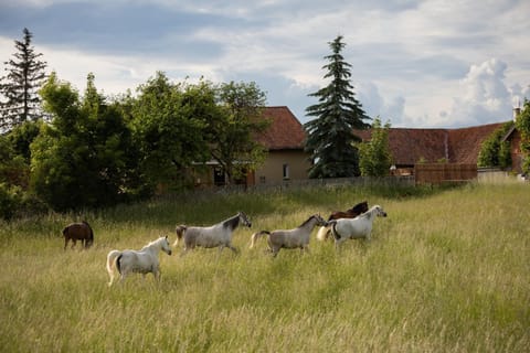 Day, View (from property/room), Animals