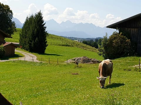 Natural landscape, Animals, Mountain view