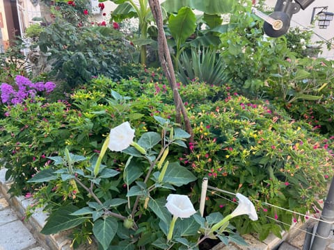 Villa Metulevi Bed and Breakfast in Ohrid