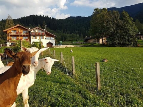 Agritur Maso Piasina Farm Stay in Trentino-South Tyrol