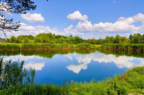 Lake view