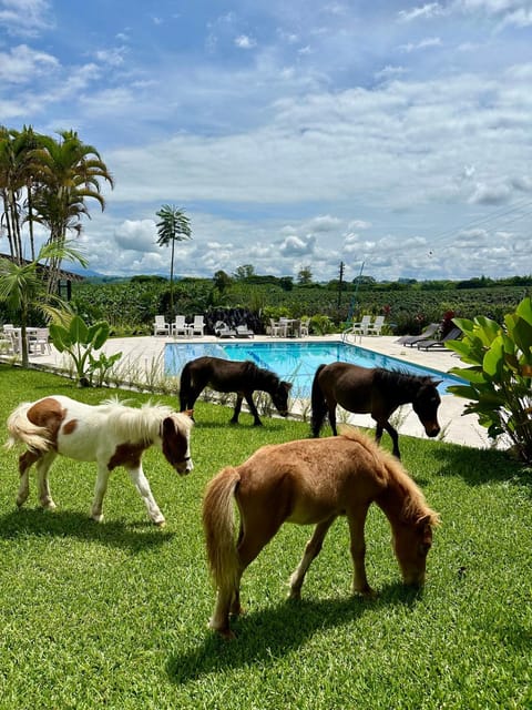 Animals, Pool view