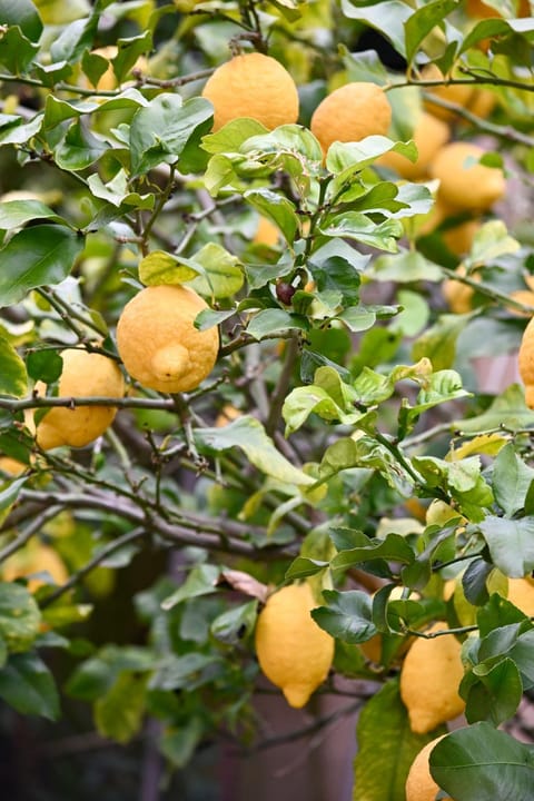 Casa Mary House in Capannori