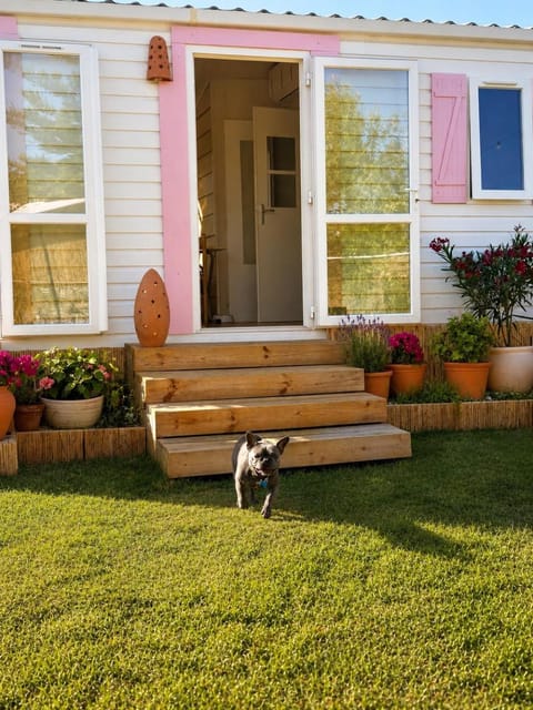 Garden, Garden, Pets, Garden view