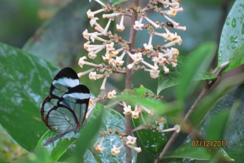 Garden, Animals