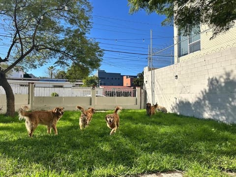 Day, Garden, Animals, Garden view
