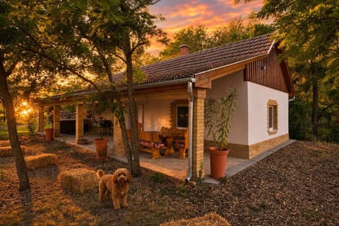 Garden, Pets, Garden view, Sunset