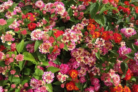 B&B Raggio di Sole Bed and Breakfast in Sardinia