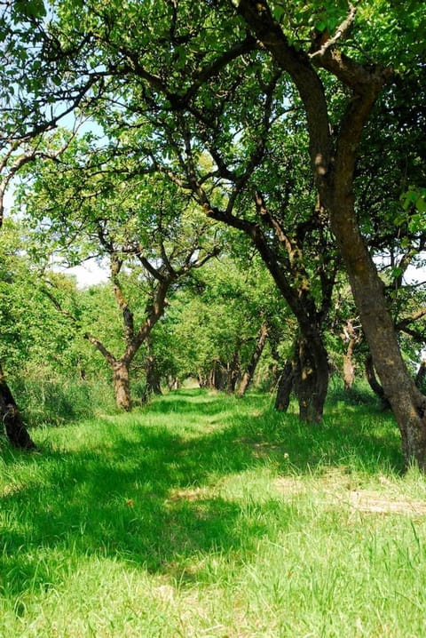 Spring, Day, Garden, On site
