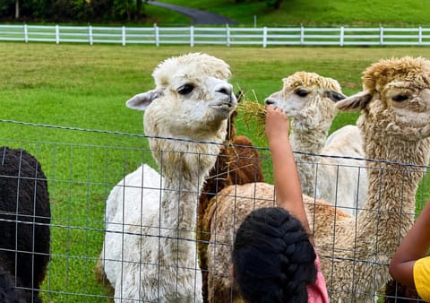 People, Natural landscape, Activities, Animals, Family