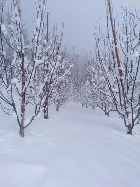 Natural landscape, Winter