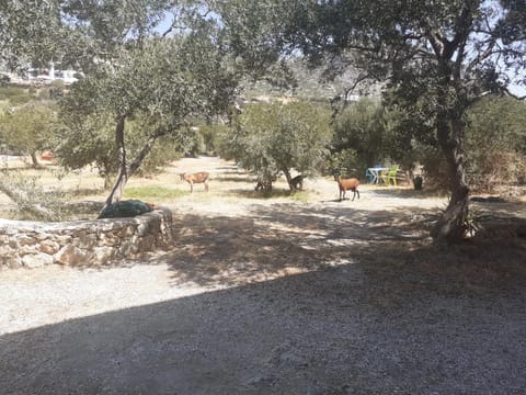 Natural landscape, Garden