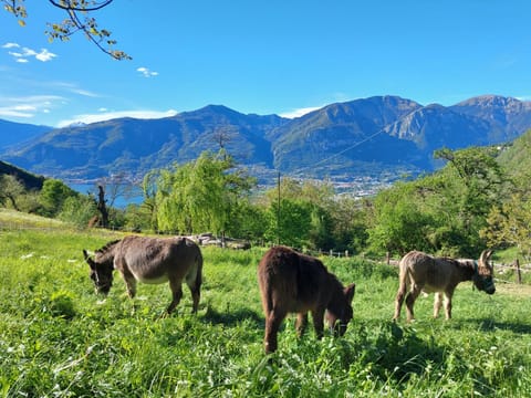 Day, Animals