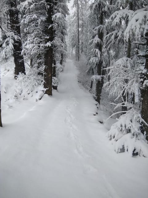 Natural landscape, Winter