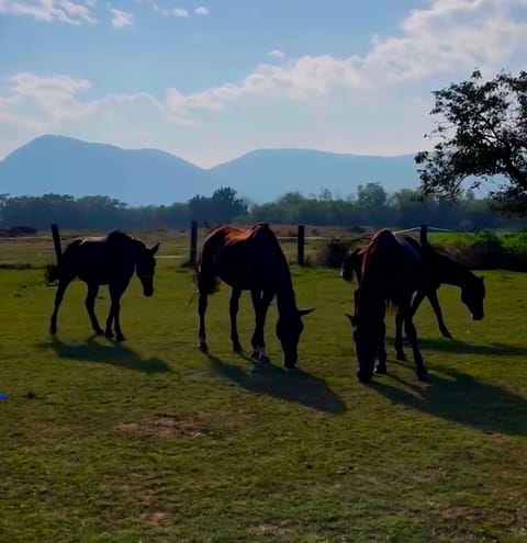 Animals
