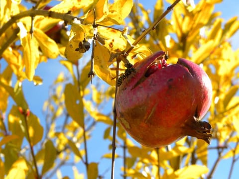 Agriristoro Podere S. Andrea Apartment in Tuscany