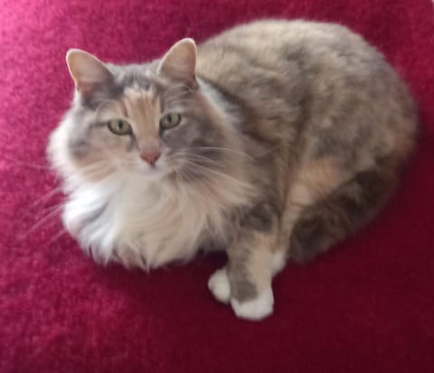 Plettenberg Bay 7 BUNKER AVENUE Bed and Breakfast in Plettenberg Bay